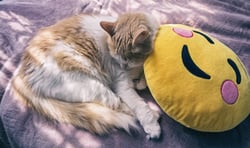 cat with pillow