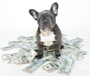Dog and Money-416775-edited