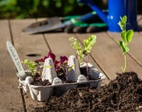 seedlings in egg carton