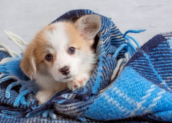 Puppy in Blanket